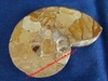 Ammonite - Sciée et polie - Dimensions d'environ 10 x 7,5 cm - Albien - MADAGASCAR