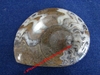 Clymenie sp. - Ammonite polie sur une face - Dimensions : 7 x 5,5 cm - Dévonien - Erfoud, MAROC.
