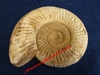 Perisphinctes sp. - Ammonite fossilisée - Dimensions : 6 x 7 cm - Oxfordien - Deux Sèvres, FRANCE.