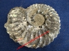 Eoderoceras armatum - Ammonite fossilisée nacrée et pyriteuse - Sinémurien Sup. - Ardennes, FRANCE