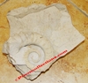 Emericeras emerici - Ammonite fossilisée sur sa roche mère - Barrémien - FRANCE.
