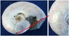 Desmoceras Latidorsatum - Ammonite fossiliée et opalisée - Albien moyen - MADAGASCAR