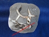 Soverbiceras - Ammonite fossilisée - Diamètre environ 8,5 cm - Provenance : Drôme, FRANCE.