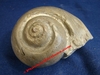 Globularia - Coquillage fossilisé d'environ 8 x 6 x 6 cm - Bathonien - Aubagne, FRANCE.
