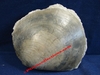 Plagiostoma - Mollusque bivalve fossilisé -Toarcien - Deux Sèvres, FRANCE