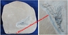 Gogia sp.  - Echinoderme fossile sur roche mère (Sorte de "Crinoïde") - Cambrien moyen - Utah, USA