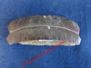 Palai de Raie fossilisé - Dimensions : 7 x 2,5 cm - Provenance : CHILI.