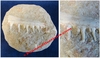 Fragment de machoire avec les dents de crocodilien fossilisé sur roche mère - MAROC