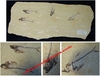 Diplomystus dentatus - Plaque de poissons fossilisés - Eocène - Wyoming, USA.