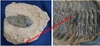 Metacanthina issoumourensis - Trilobite fossilisé sur roche mère - Devonien Inf, Praguien - MAROC