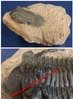Metacanthina issoumourensis - Trilobite fossilisé sur roche mère - Dévonien Inf, Praguien - MAROC