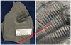 Asaphiscus wheeleri Meek - Plaque fossilisée - Cambrien moyen - Utah, USA.
