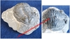 Alokistocare sp. - Trilobite sur roche mère - Cambrien Moyen - Utah, USA.