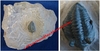 Pseudocryphaeus asteriferus - Trilobite fossilisé sur roche mère - Devonien Inf - MAROC
