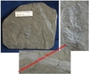 Asterophylittes equisetiformis - Plaque de Fougère et bambou fossilisés - Stéphanien Moyen - FRANCE