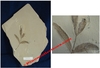 Cedrelospernum lineatum - Plaque de feuille fossilisée - Eocène - Bonanza, Utah, USA.