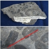Fougère fossilisée - Plaque 16 x 8 cm environ - Carbonifère - Pas-de-calais, FRANCE.