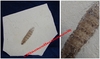 Musca Ascarides - Larve fossilisée sur plaque - Eocène - Colorado, USA.