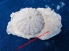 Acropeltis atlantica - Oursin fossilisé sur roche mère - Berriasien terminal - Safi, MAROC.