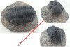 Phacops rana africanus ssp. (Burton et Eldrege 1974) - Très belle pièce !!! - Trilobite fossilisé
