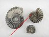Pleuroceras Spinatum - Ammonite fossilisée pyriteuse - Lot de 3 : 5 cm, 3,5 cm, 2,1 cm environ
