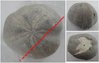 Toxaster peroni - Oursin fossilisé - Ø 3,7 cm environ - Poids : 50 grammes environ - Crétacé inf