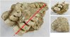 Turitella Turris - Turitelles sur roche mère 11 x 8 x 4,5 cm environ - Poids : 420 grammes environ