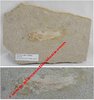 Perciforme fam. Cichlidae - Plaque de poisson fossilisé d'environ 18 x 12,5 x 1 cm environ