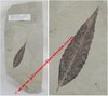 Zelkova nervosa - Plaque de feuille fossilisée d'environ 18,5 x 8 x 1,7 cm environ - Feuille 6 cm