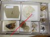 BOITE PEDAGOGIQUE (26,5 x 18 cm) contenant 9 FOSSILES tous identifiés - Dont Amphiope bioculata,...