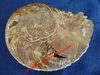 Ammonite - Sciée et polie sur le dessus - Dimensions d'environ 9 x 7 cm - Albien - MADAGASCAR