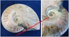 Desmoceras Latidorsatum - Ammonite fossiliée et opalisée - Albien moyen - MADAGASCAR