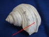 Globularia - Coquillage fossilisé d'environ 7,5 x 6,5 x 4 cm - Bathonien - Aubagne, FRANCE