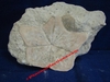 Vaquerosella cf norrisi - Echinoderme fossile sur roche mère - Miocène Inférieur - Californie, USA