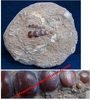Phacodus punctatus - Fragment de machoire sur roche mère - Crétacé sup, Maestrichien - MAROC