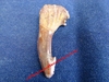 Onchopristis - Dent de requin scie d'environ 5 cm - Maestrichien - MAROC