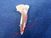 Onchopristis - Dent de requin scie d'environ 3,5 cm - Maestrichien - MAROC