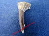 Onchopristis - Dent de requin scie d'environ 3 cm - Maestrichien - Taouz, MAROC