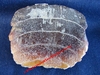 Palai de Raie fossilisé - Dimensions : 8 x 6,5 cm - Provenance : CHILI.