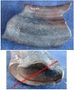 Megalonyx - Dent fossilisée de "paresseux terrestre géant" - Pliocène - Floride, USA.