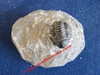 Proetus (Proetus) Rehamnanus - Petit trilobite fossilisé sur roche mère - Dévonien Moyen - MAROC