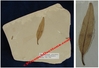Eugenia americana - Plaque de feuille fossilisée - Eocène - Bonanza, Utah, USA.