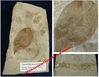 Leguminosites Lesquereuxiana - Plaque de feuille fossilisée - Eocène - Bonanza, Utah, USA.