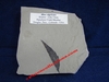 Rhus nigracans - Plaque de feuille fossilisée - Eocène - Douglas Pass, Colorado, USA.