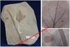 Populus wilmattae - Plaque de feuille fossilisée - Eocène - Bonanza, Utah, USA.