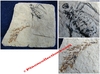 Libellula doris -et- Pachylebias crassicaudus - Plaque fossilisée - Miocène sup - Italie