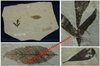 Cardiospermum coloradensis -et- feuille non identifiée - Plaque fossilisée - Eocène - USA.