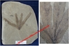 Lingodium kaulfussi - Plaque de feuille fossilisée - Eocène - Bonanza, Utah, USA.