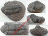 Phacops rana africanus ssp. (Burton et Eldrege 1974) - Très belle pièce !!! - Trilobite fossilisé
