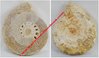 Ammonite - Sciée et polie sur le dessus - Dimensions d'environ 10,2 x 12 x 1,2 cm environ